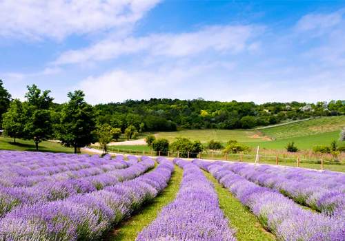 Genießen Sie die Magie des Lavendels der Euganeischen Hügel
